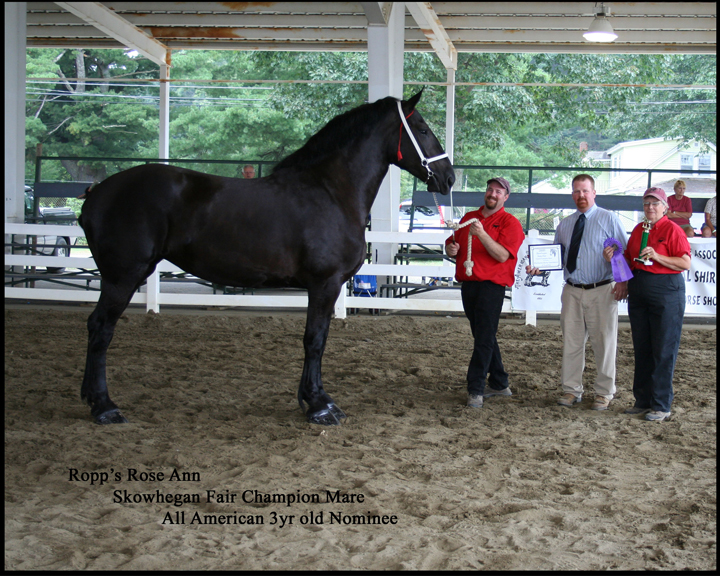 Trippcrest Farm Registered Percherons